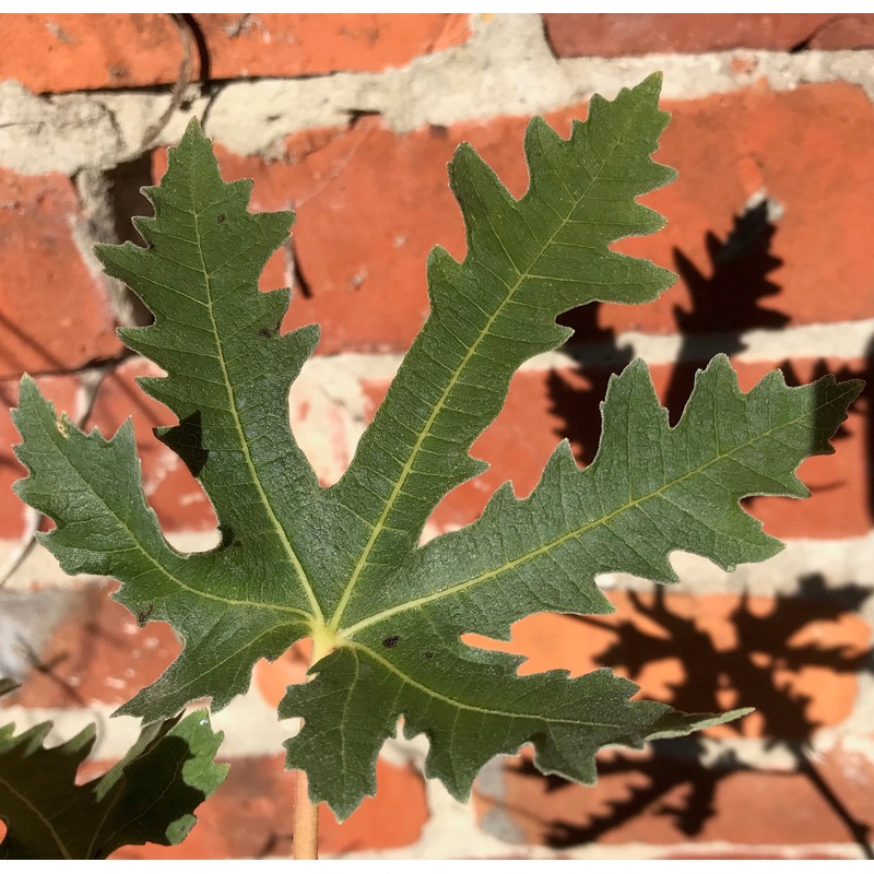 Ficus carica Ice Crystal|1 litre