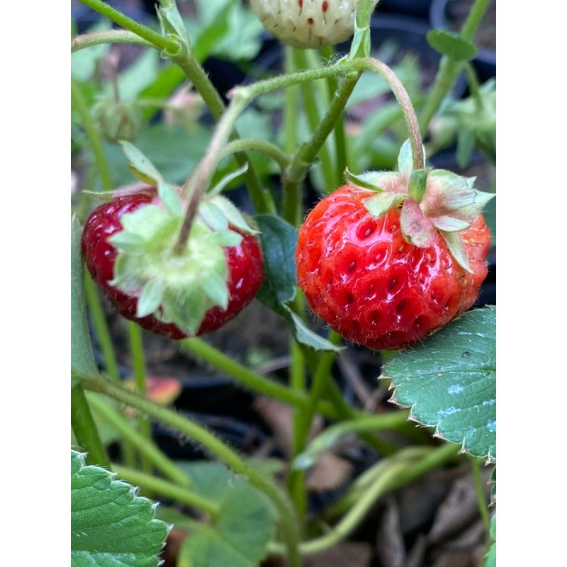 Fragaria ‘Framberry’|9 cm pot