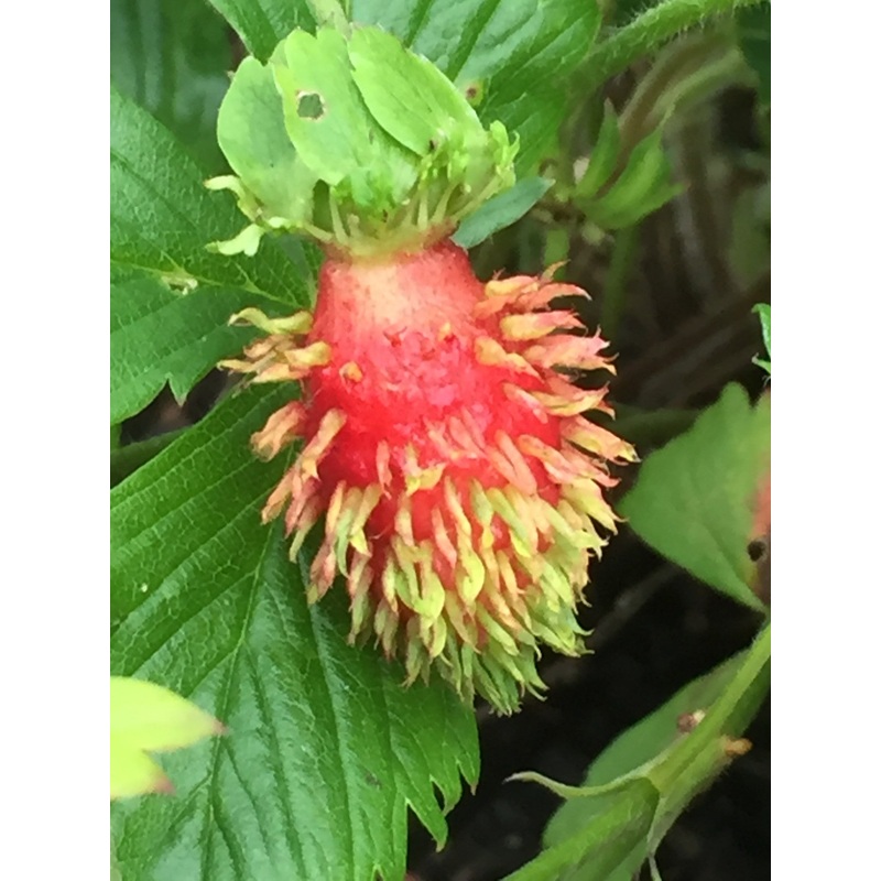 Fragaria vesca Muricata|11 cm pot|9 cm pot