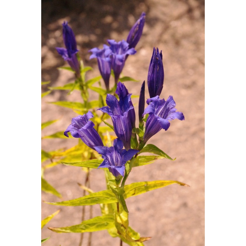 Gentiana asclepiadea AGM|1 litre|9 cm pot|2 Litre pot