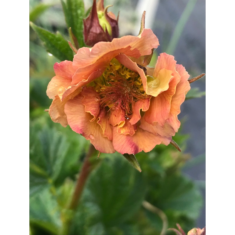 Geum ‘Mai Tai’|1 Litre pot|2 Litre pot|9 cm pot
