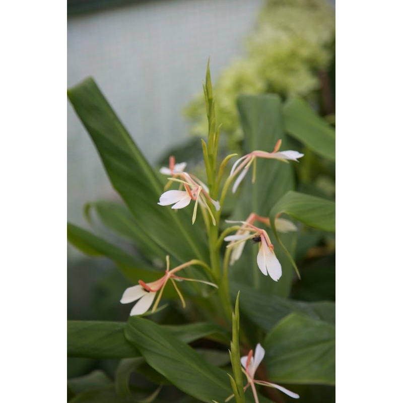 Hedychium spicatum Shirui Steps’