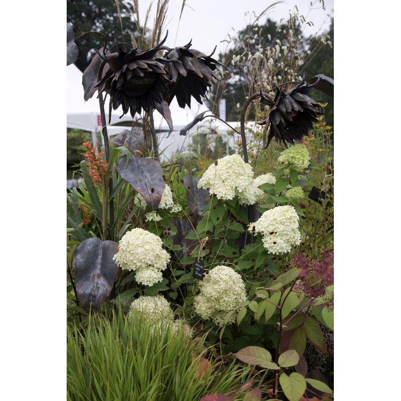 Hydrangea paniculata Limelight (PBR) AGM