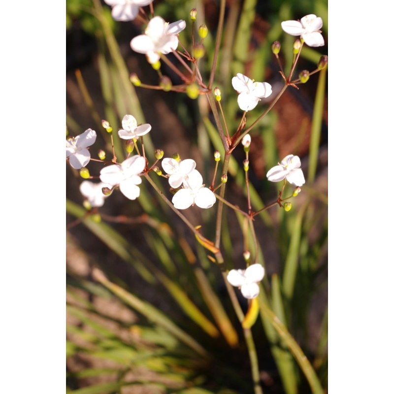 Libertia ixioides|9 cm pot|1 litre