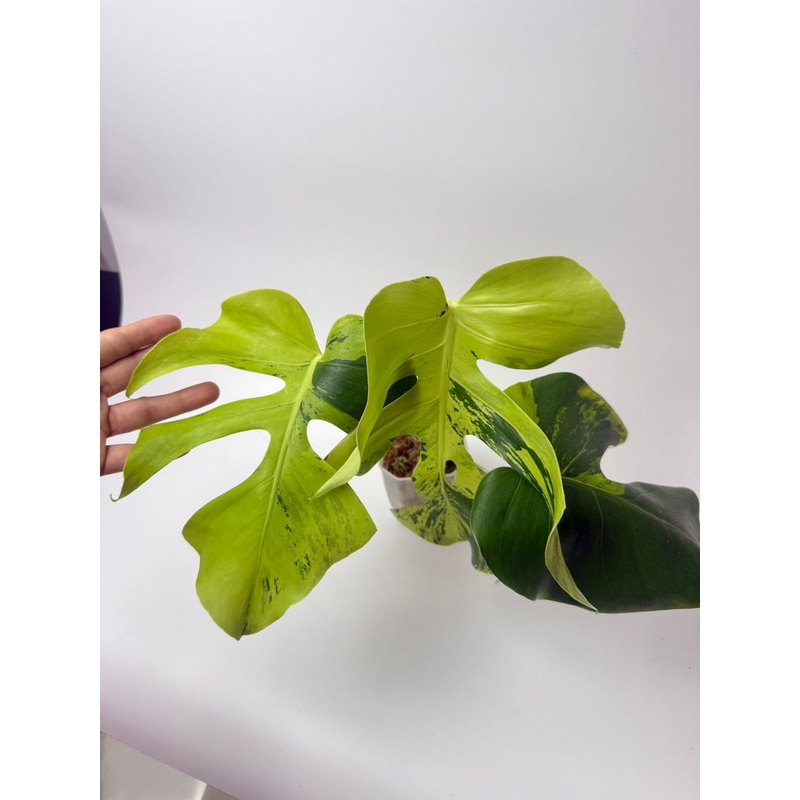 Light Lime Monstera Roots in Moss – Rare, get Similar