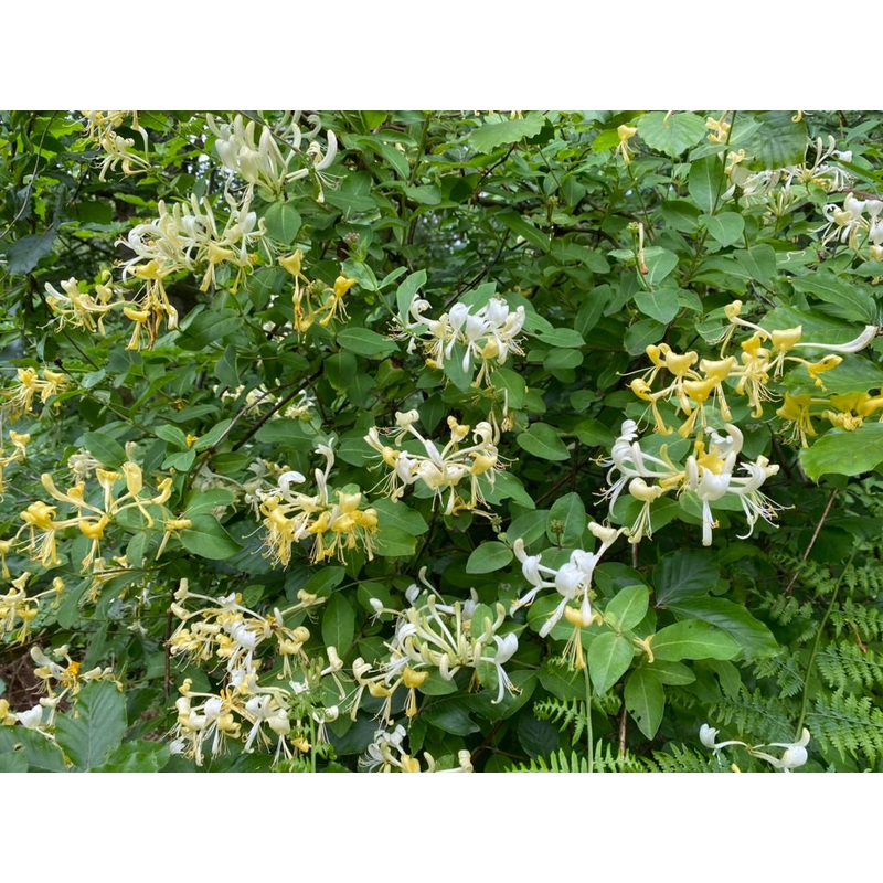 Lonicera periclymenum ‘Graham Thomas’