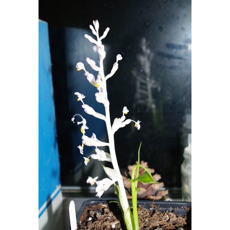 Mantisia (Globba) saltatoria|1 litre|9 cm pot