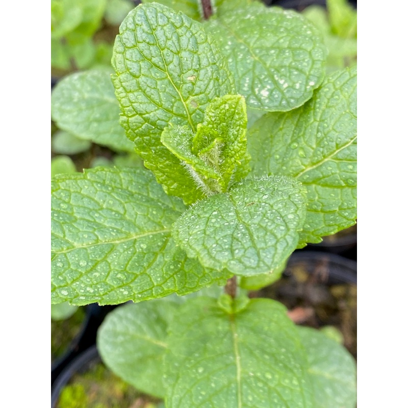 Mentha spicata var. crispa Moroccan