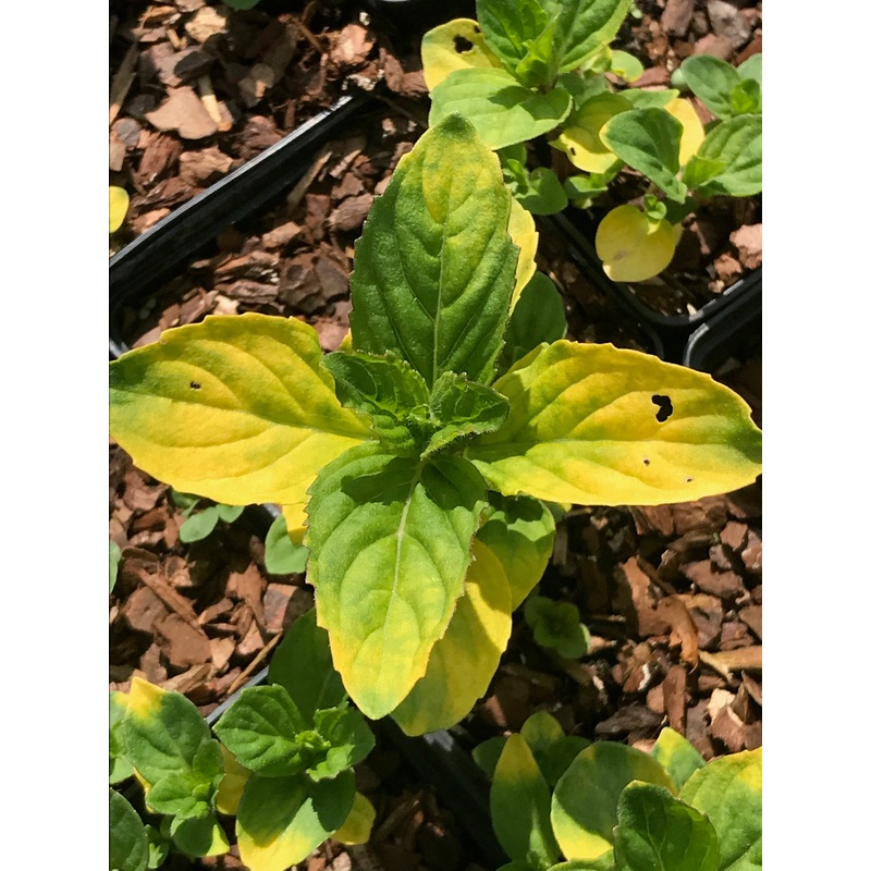 Mentha x gracilis Variegata|9 cm pot