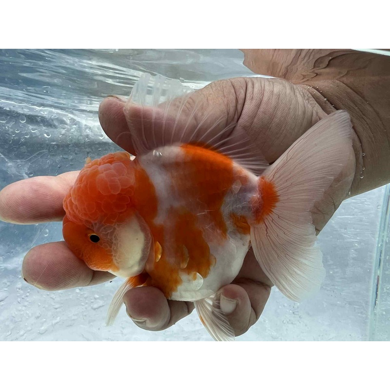 (ORA-10-AA) Sakura Oranda Short Body High Quality Wholesale Bag – Pick Size and Quantity in Bag
