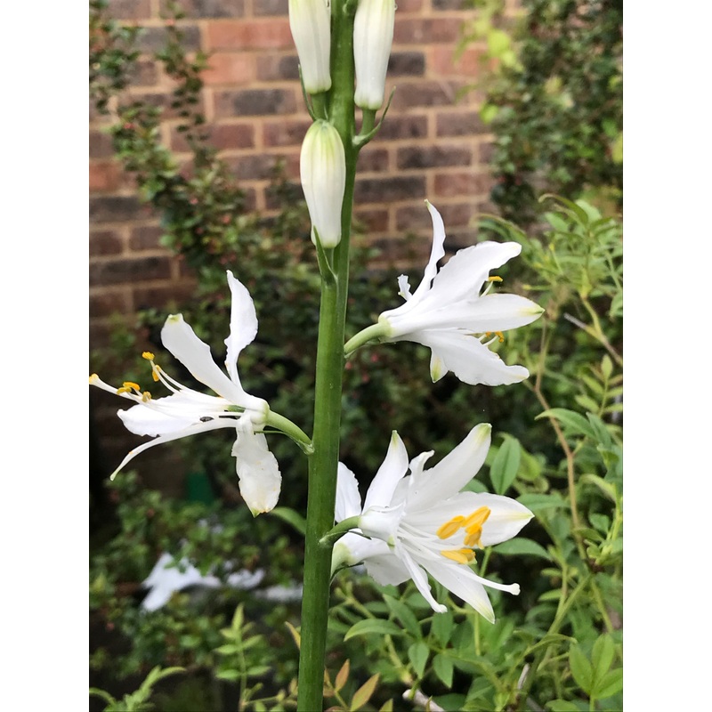 Paradisea lusitanica|1 Litre pot|2 Litre pot|9 cm pot