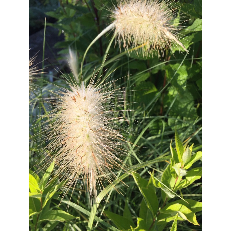 Pennisetum villosum AGM|1 litre