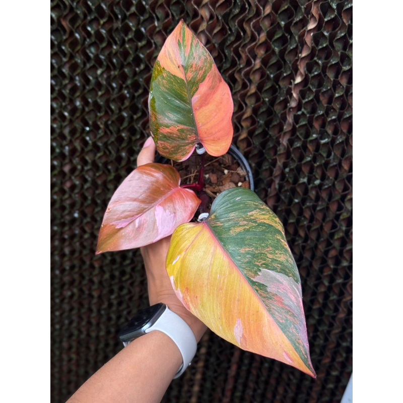 Pink Princess tri color Variegated Philodendron Roots in Moss 3+ leaves – Rare, get Similar