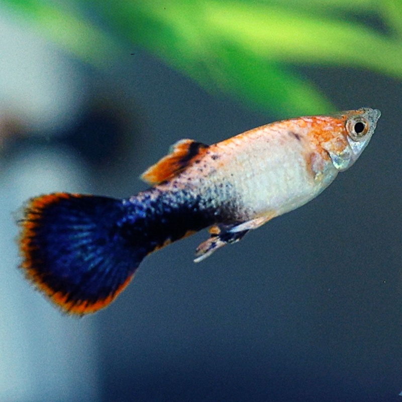Pink Tuxedo Guppy | Poecilia Reticulatus