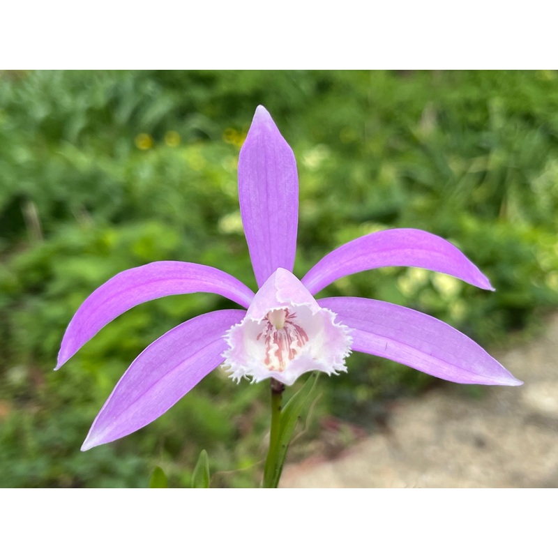 Pleione formosana AGM|9 cm pot