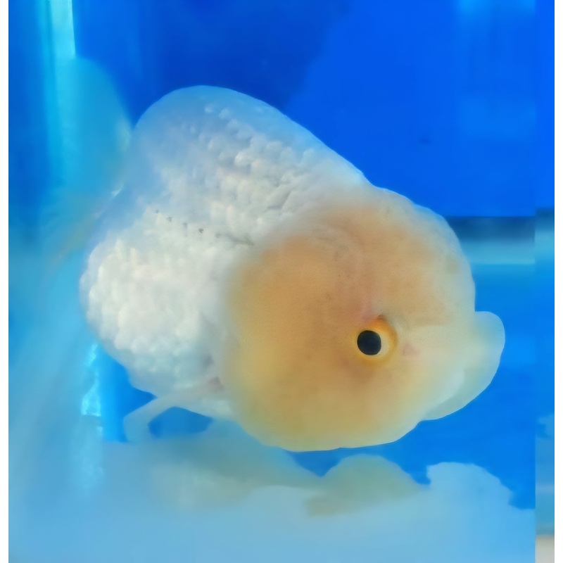 (RAN-04-AA/AAA) White Ranchu High Quality Wholesale Bag – Pick Size and Quantity in Bag