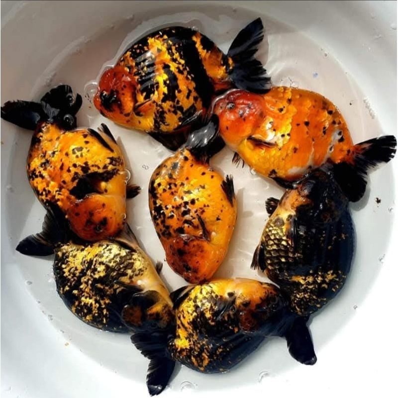 (RAN-13-AA/AAA) Tiger Red Ranchu High Quality Wholesale Bag – Pick Size and Quantity in Bag
