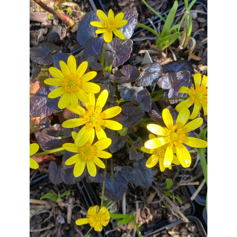 Ranunculus ficaria Brazen Hussy