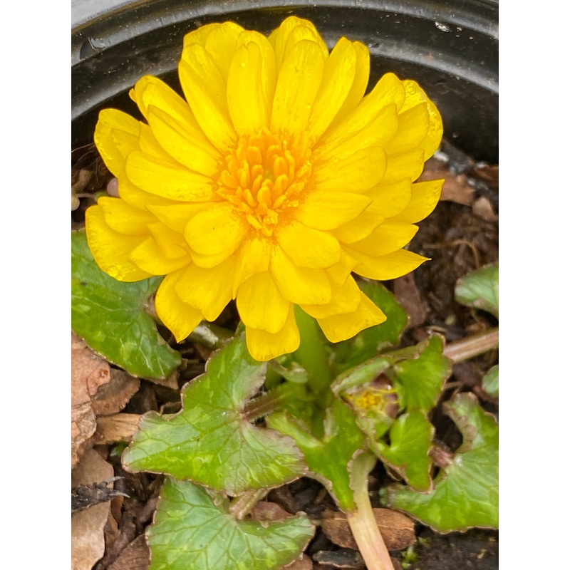 Ranunculus ficaria Double Bronze