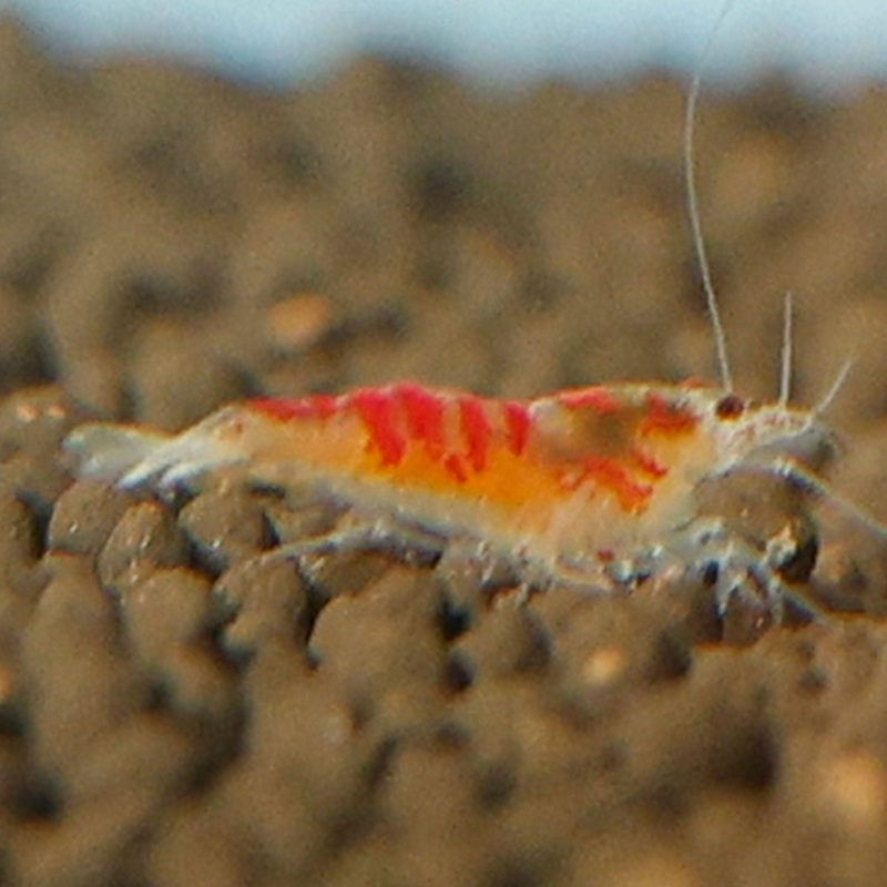Red Calceo Shrimp|Imported|1 Shrimp