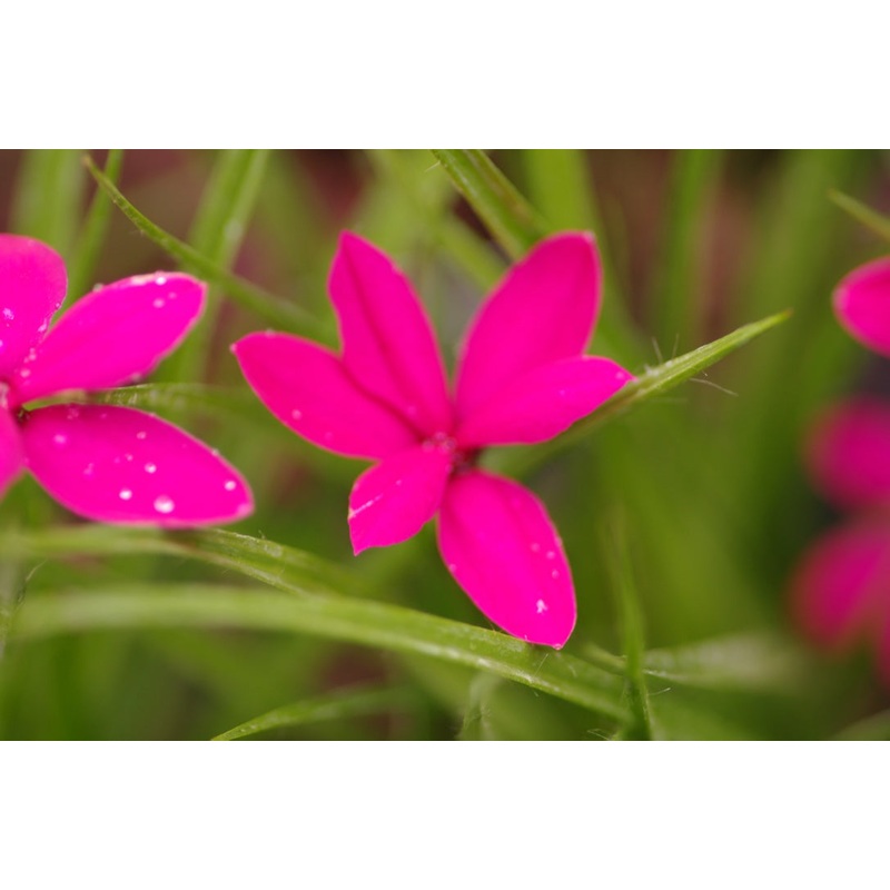 Rhodohypoxis milloides|9 cm pot