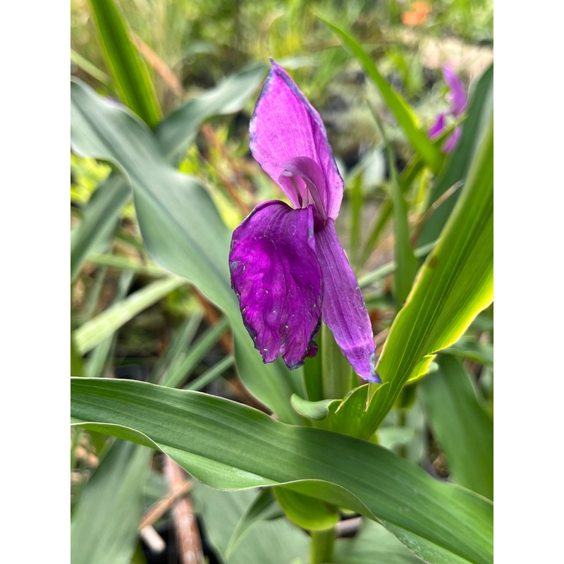 Roscoea auriculata|1 litre pot|2 Litre pot