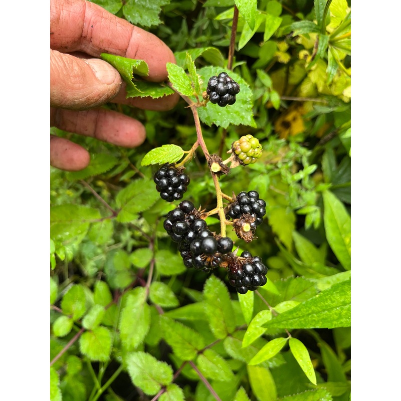 Rubus fruticosus Merton Thornless