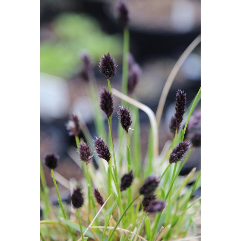 Sesleria caerulea|1 litre pot