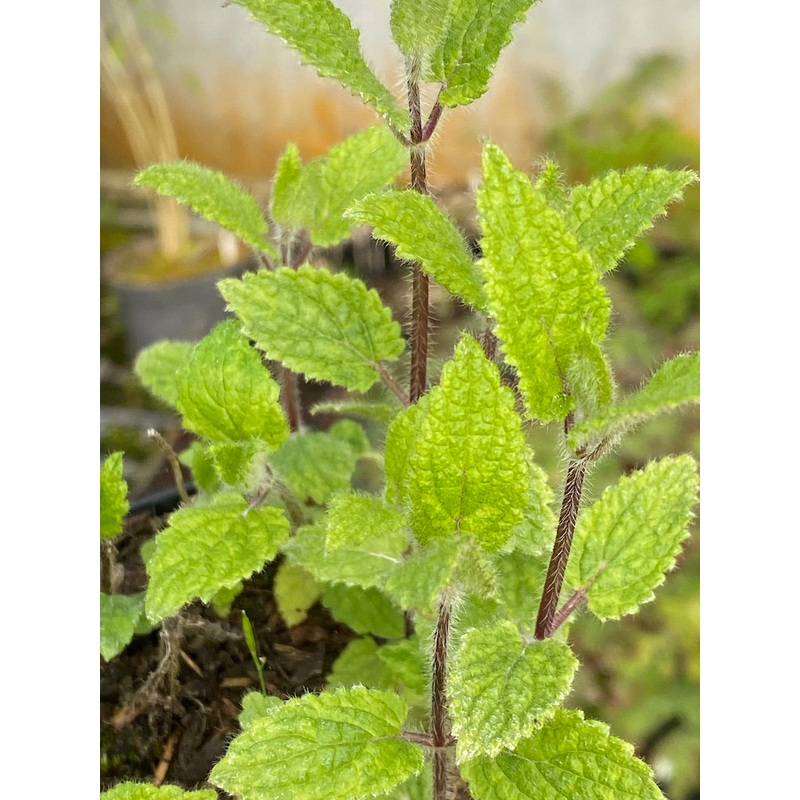 Stachys affinis|9 cm pot