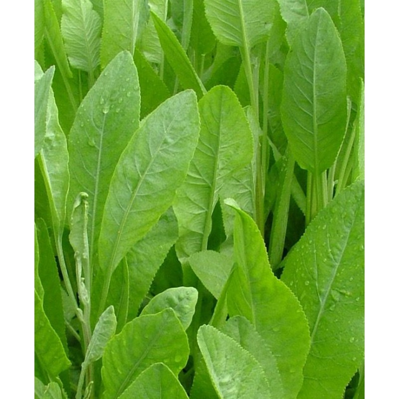 Tanacetum balsamita|9 cm pot