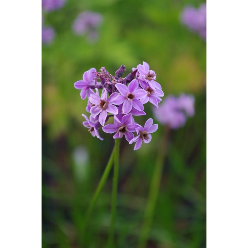 Tulbaghia Moshoeshoe|9 cm pot|2 Litre pot