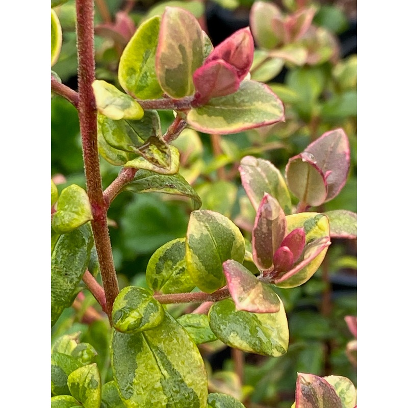 Ugni molinae Variegata|1 litre|2 litre