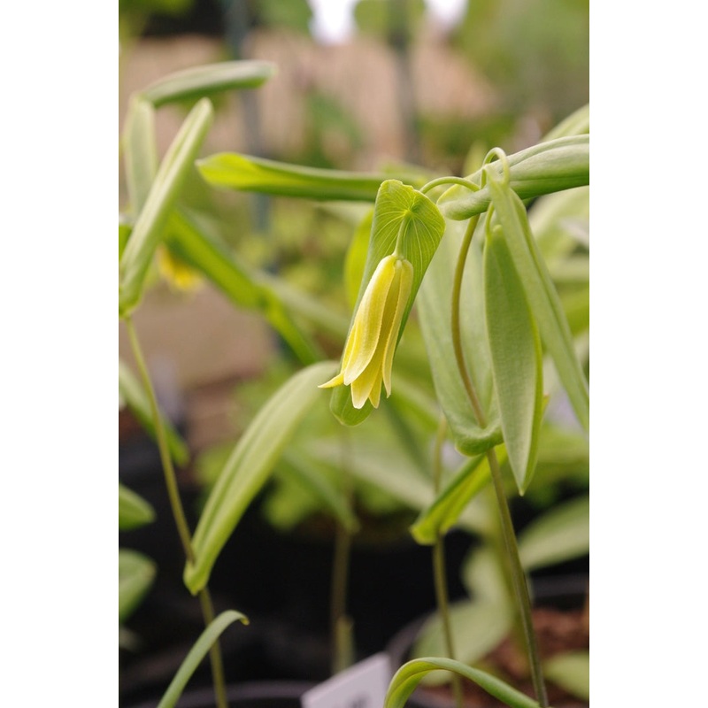 Uvularia perfoliata|9 cm pot|1 Litre pot