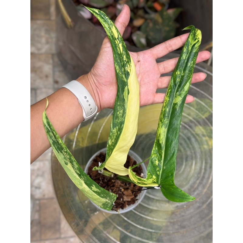 Variegated Philodendron holdtanianum  Roots in Moss 2-3 leaves – Rare, get Similar