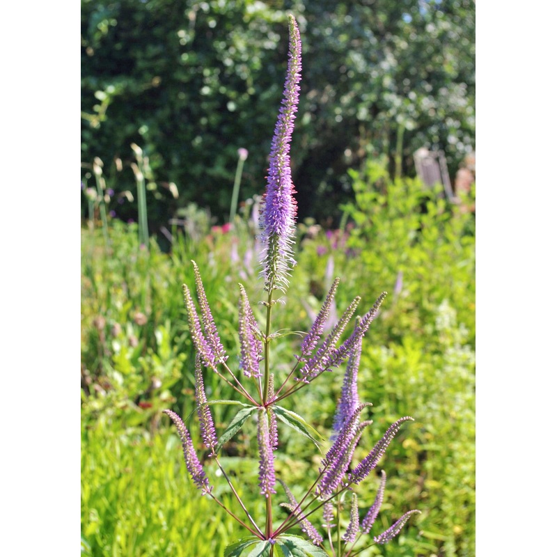 Veronicastrum virginicum f. roseum Pink Glow