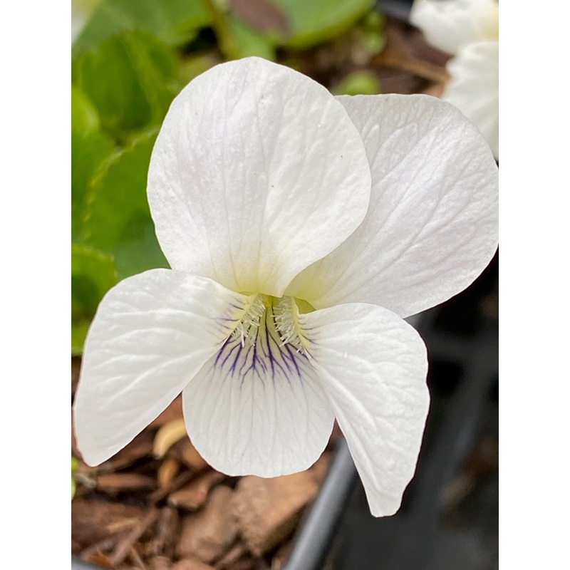 Viola sororia Albiflora AGM|9 cm pot