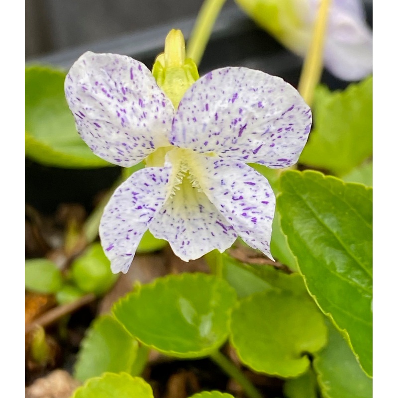 Viola sororia Freckles|9 cm pot