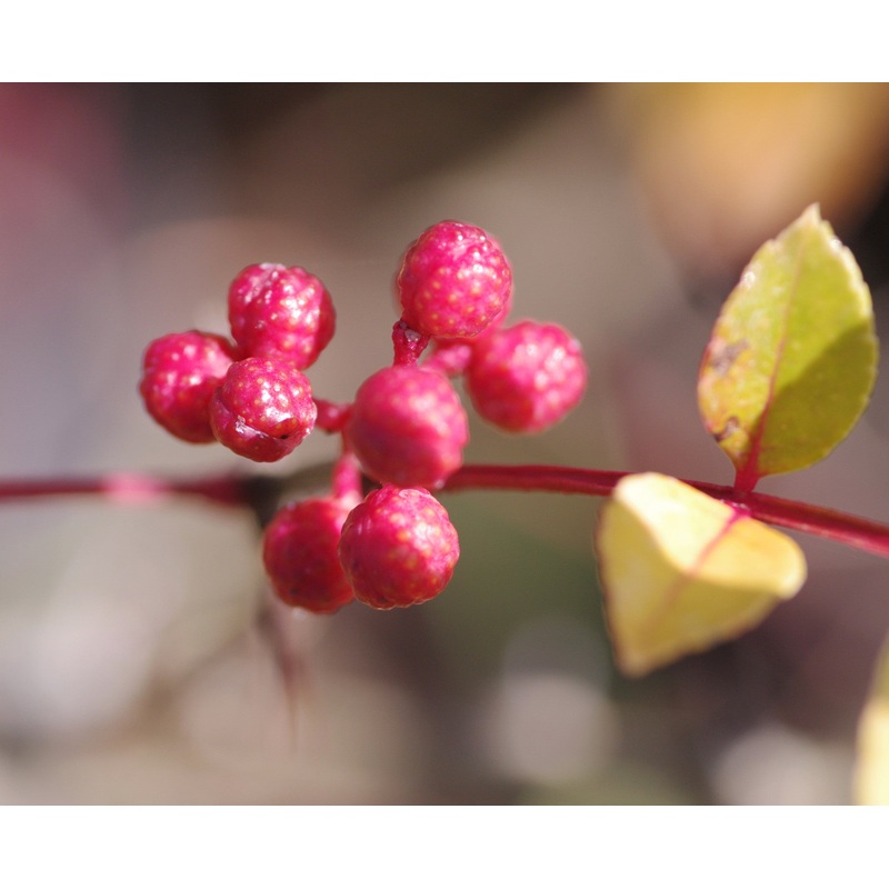 Zanthoxylum simulans|9 cm pot|1 litre