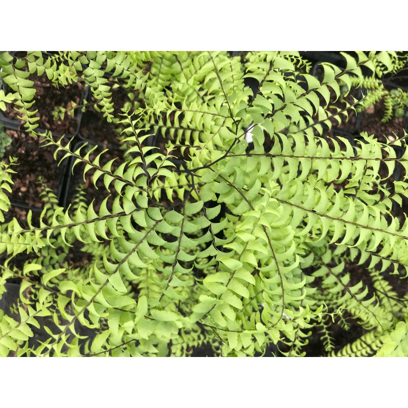 Adiantum pedatum ‘Miss Sharples’