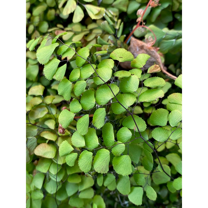 Adiantum venustum (tibeticum) ‘Tum Tum’