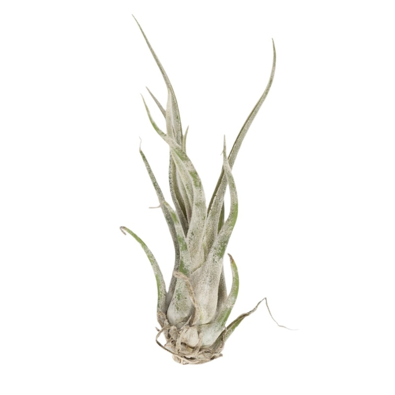 Air Plant ‘Medusae – White Stripe’ 5-7
