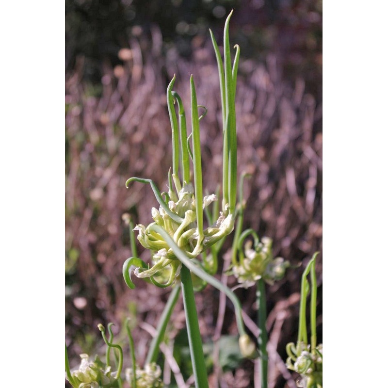 Allium cepa Proliferum Gp (TREE ONION)