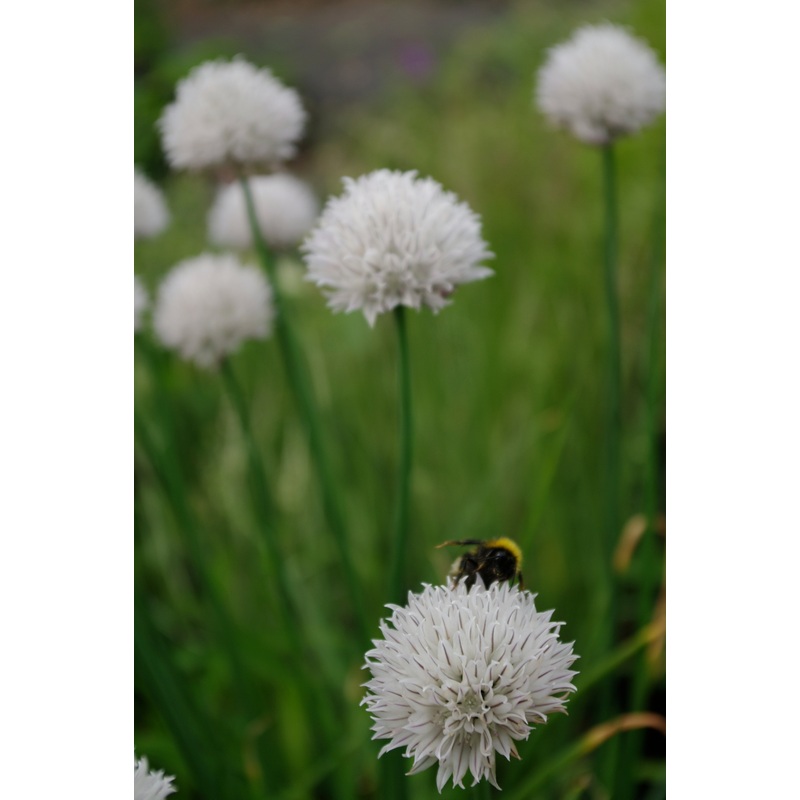 Allium schoenoprasum ‘Polar Bere’