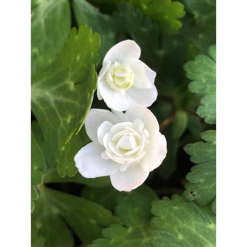 Anemone flaccida ‘Futabazuru’|7 cm pot
