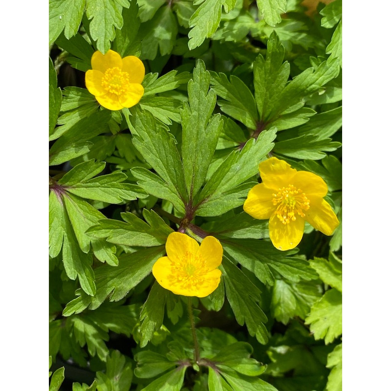 Anemone ranunculoides AGM|9 cm pot|1 Litre pot
