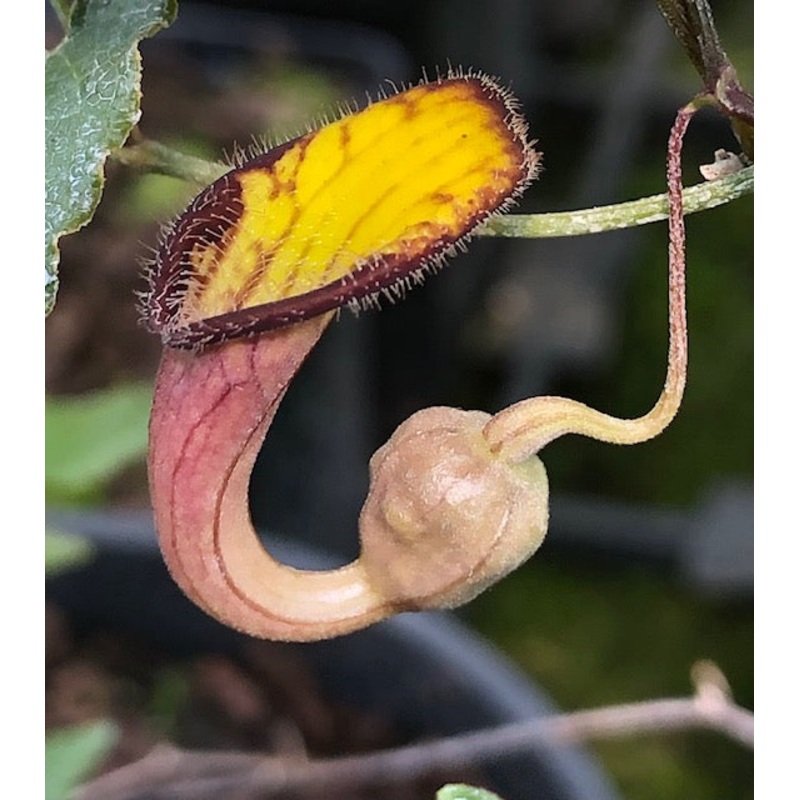 Aristolochia sempervirens|1 Litre Pot
