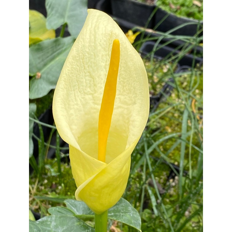 Arum creticum FCC Form|9 cm pot