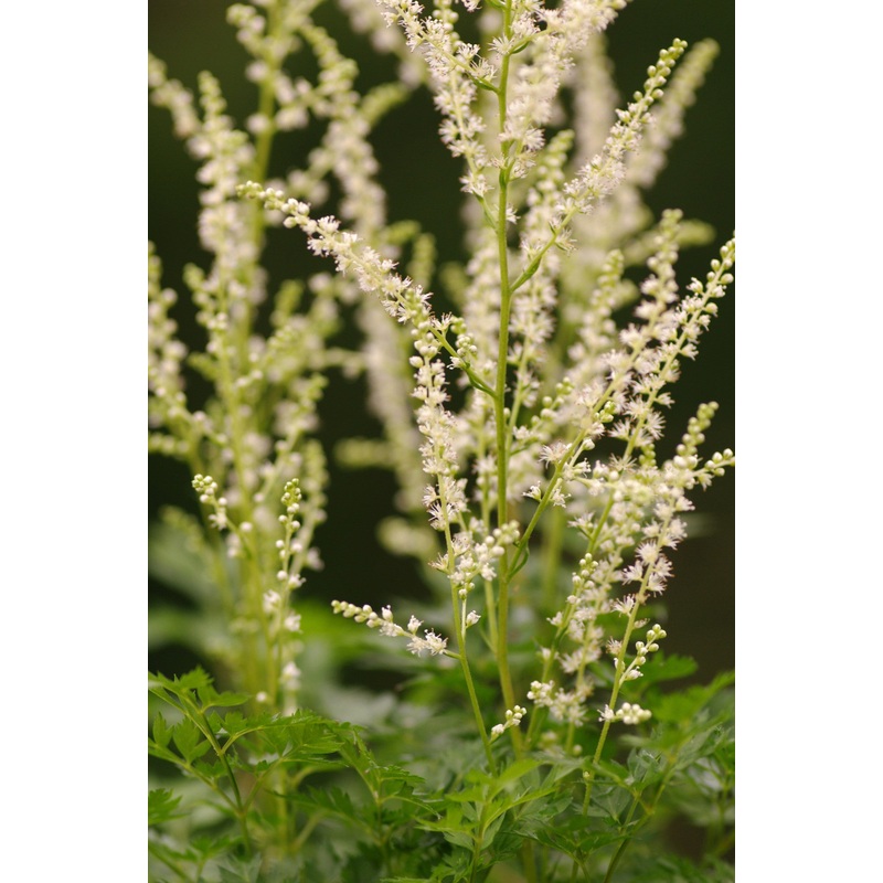 Aruncus Guinea Fowl|9 cm pot|1 Litre Pot