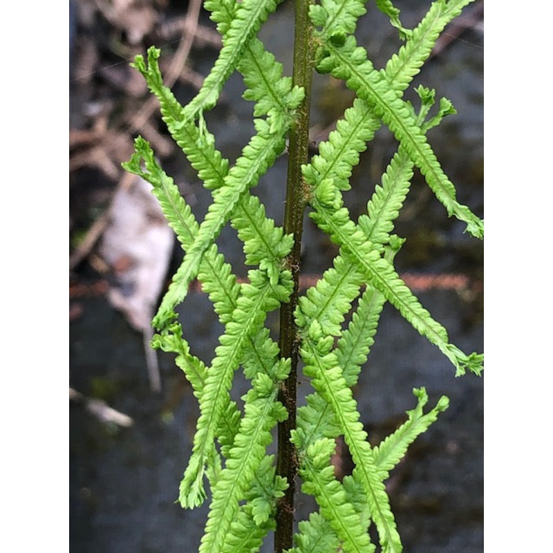 Athyrium filix-femina ‘Dre’s Dagger’