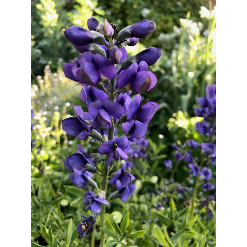 Baptisia australis Blueberry Sundae
